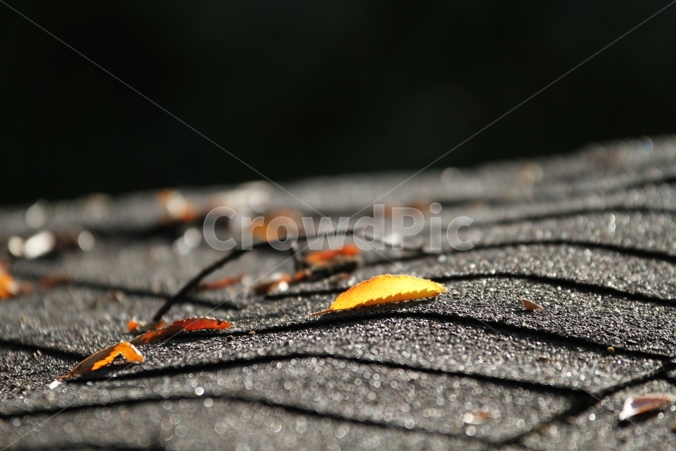 단풍잎,가을풍경,식물,자연,감성사진,단풍,가을,계절,fall,autumn,season,식물,자연,plants,nature,감성,sensible,feeling,plant,leaf,잎