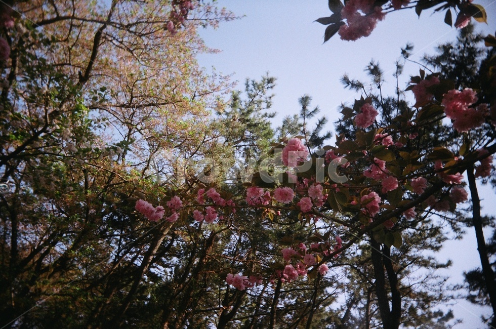 plant,식물,겹벚꽃,봄,spring,tree,나무,초록,분홍