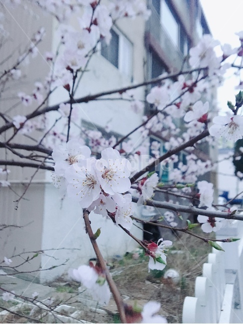 plant,식물,blossom,꽃,flower