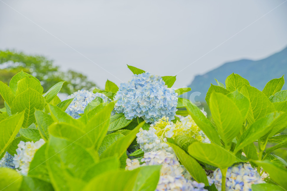 꽃,여름꽃,수국,제주도수국,여름수국