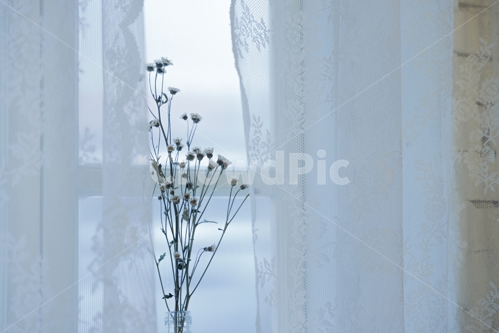 꽃,드라이플라워,창가,창문,커튼,감성,분위기,레이스,식물,자연,plants,nature,꽃,flower,실내용화초,화분,화초,house plant,감성,sensible,feeling,인테리어,실내디자인,interior design