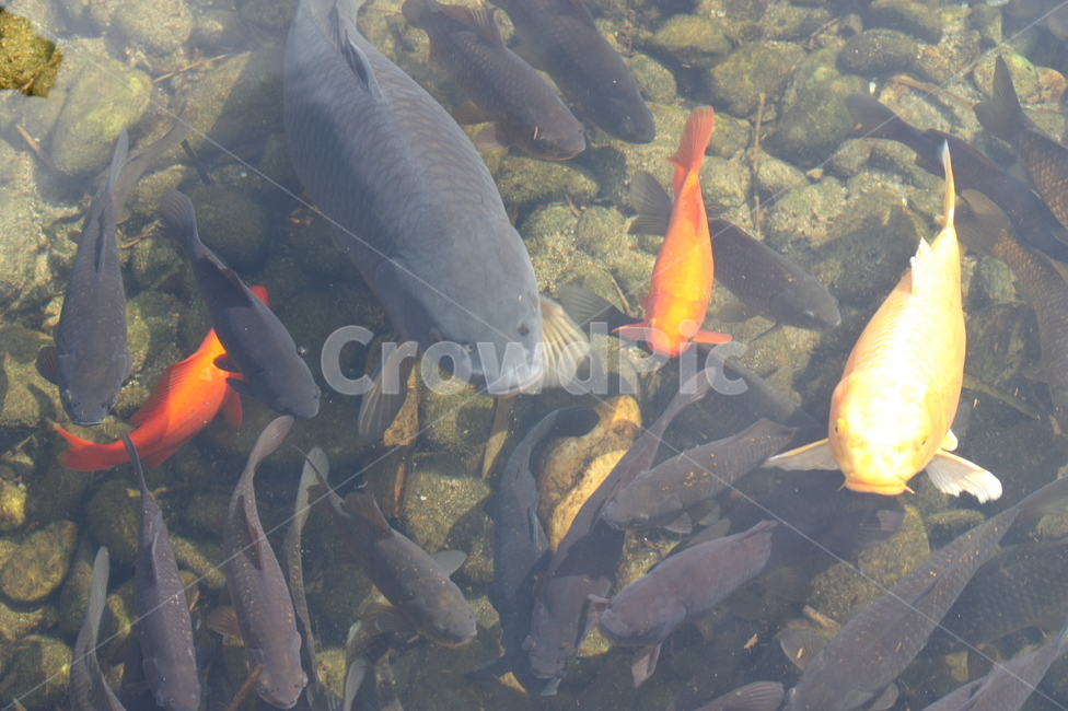 물고기,금붕어,큰물고기,큰금붕어,먹이,큰,연못,동물,animal,어류,물고기,fish