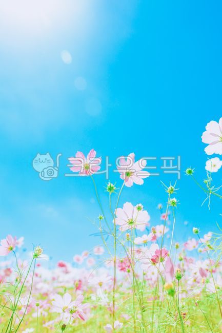 petal,green,flower garden,autumn,Cosmos