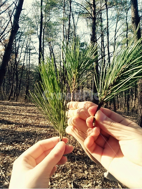솔잎,가을,가을산,산,솔나무,식물,자연,plants,nature