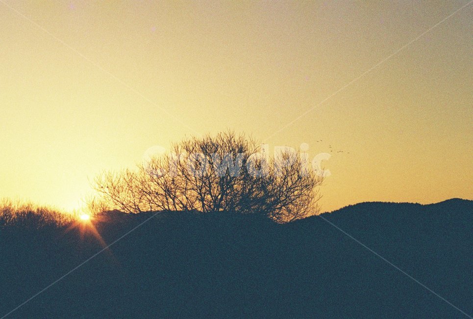 우포늪,늪지,자연,새벽,아침,필름사진,나무,빛,자연,풍경,nature,landscape,light,flare,플레어,outdoors,옥외