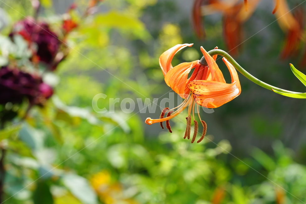 꽃,플라워,색감,컬러,주황색,오렌지빛,식물,접사,flower,생명,나리꽃,감성사진,자연,컬러풀,식물,자연,plants,nature,꽃,flower