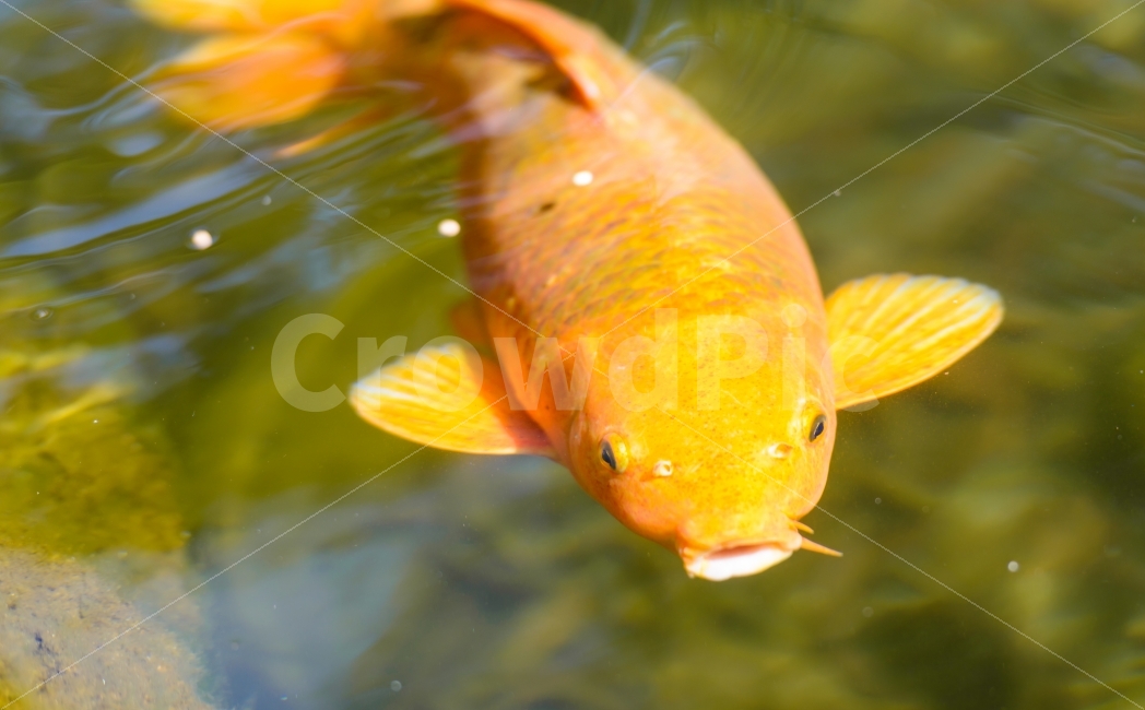 동물,물고기,고기,잉어,금붕어,동물,animal,어류,물고기,fish