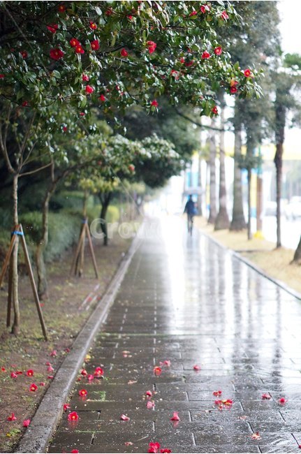 꽃,동백,동백꽃,제주도,비오는날,식물,자연,plants,nature,꽃,flower,비,비오는날,rain,rainy