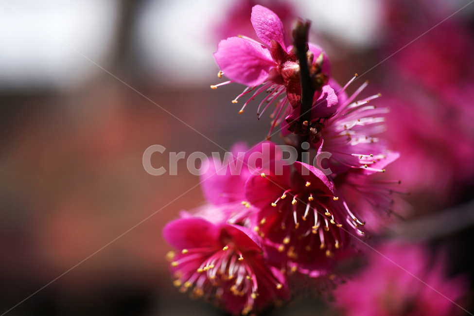 홍매화,매화,홍매,꽃,봄,계절,붉은빛매화,식물,자연,plants,nature,꽃,flower