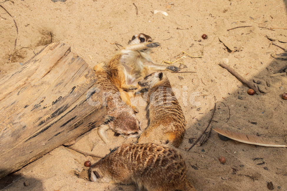 미어캣,휴식,잠,meerkat,동물원,동물,자연,수면,미어캣발바닥,발바닥,발톱,포유류,릴렉스,몽구스,사막,자연의,사랑스러운,귀여운,야생의,야생,야생동물,통나무,나무,완화,이완,안심,안정,진정,릴랙스,게으른,나태한,한가한,게으르다,나태하다,한가하다,게으름,나태,나태함,웃긴,웃기는,우스운,재밌는,재미있는,마른,건조한,생태,생태계,환경,가족,뜨거운,더운,모래,햇빛,땅,토양,반려동물,펫,털,공원,야외,아름다운,미,배경,바탕,백그라운드,animal,mammal,zoo,animals,mongoose,mierkat,nature,natural,adorable,cute,wild,wildness,wildlife,rest,break,relaxation,relax,idle,idleness,laziness,lazy,funny,dry,ecology,ecosystem,environment,family,sun,sunlight,sunshine,log,wood,desert,ground,snout,hot,animalcompanion,companionanimal,pet,sand,suricata,suricatasuricatta,fur,furry,brown,park,beautiful,beauty,outdoor,outdoors,background,동물,animal,포유류,mammal