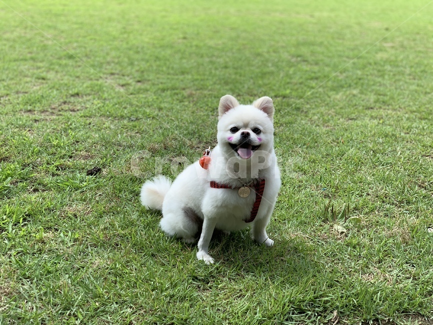 강아지,dog,포메라니안,포메라니언,개,반려견,산책,산책줄,목줄,잔디,초록색,흰색강아지,크림색포메라니언,포메,강아지목걸이,개산책,잔디산책