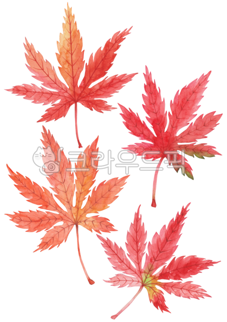 Botanical,Maple leaf,fallen leaves,fall,drawing,season,autumn leaves,Maple,handwork,nature,autumn background,png,tree,leaf,thin,Red,watercolor,painting,plant,maple,illustration,autumn,Watercolor,object