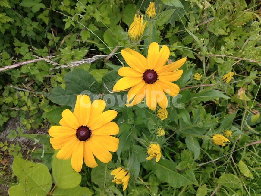 루드베키아,쌍떡잎식물,초롱꽃목,국화과,식물,coneflower,숙근성초화