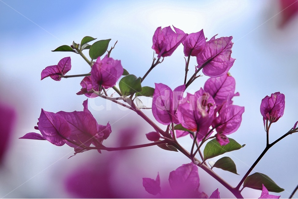 꽃,분홍꽃,푸른하늘,색체,색감,색상,봄,여름,flower,pink,sky,purple