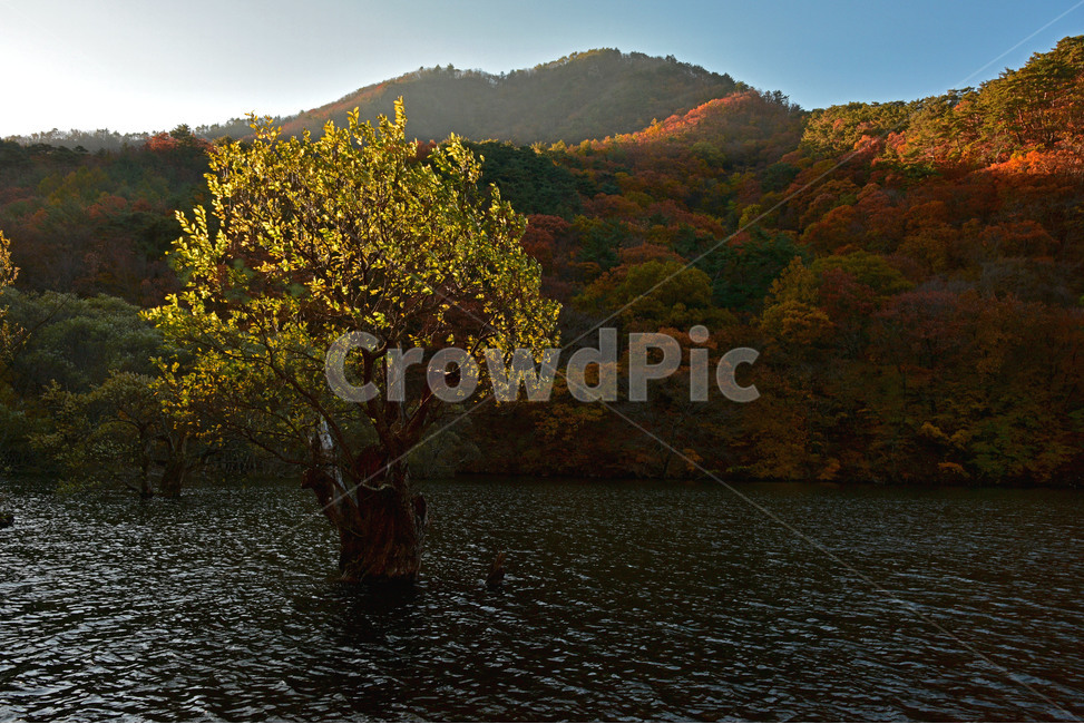 주산지,경북청송,청송,청송주산지,주산지단풍,주황산주산지,가을,계절,fall,autumn,season,nature,자연,outdoors,옥외