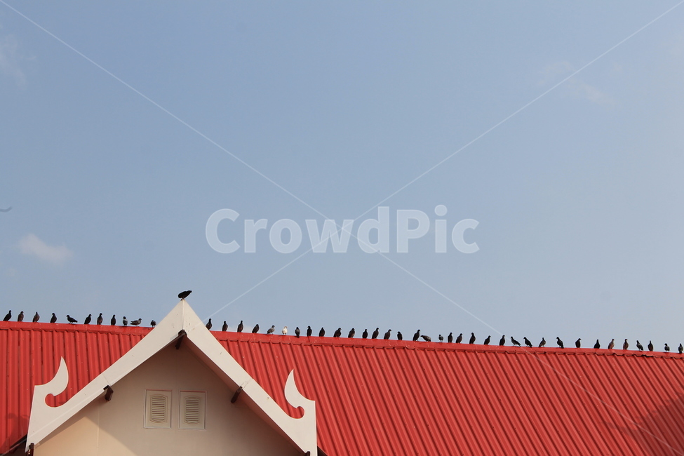 새,새떼,bird,birds,roof,지붕