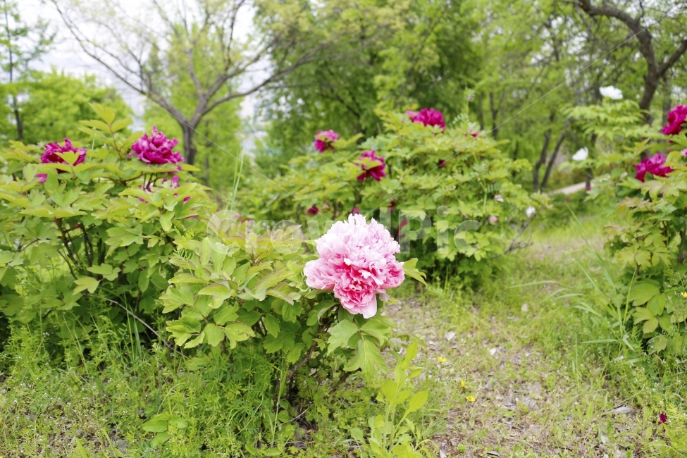 꽃,flower,핑크,pink,분홍,초록,식물,자연,plantsnature,공원,녹색,푸름,자연사진,플라워,힐링,배경,감성,감성사진,생태,여름,가을,식물,자연,plants,nature,꽃,flower