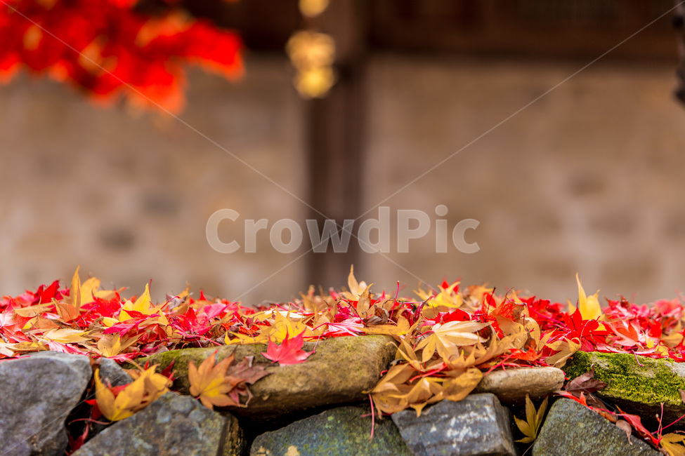낙엽,단풍,돌담,담벼락,가을,감성,가을,계절,fall,autumn,season,한국전통,한국문화,korean traditional,korean culture,건축물,건물외관,exterior,building,structure,architecture,construction,plant,식물,flower,꽃,blossom