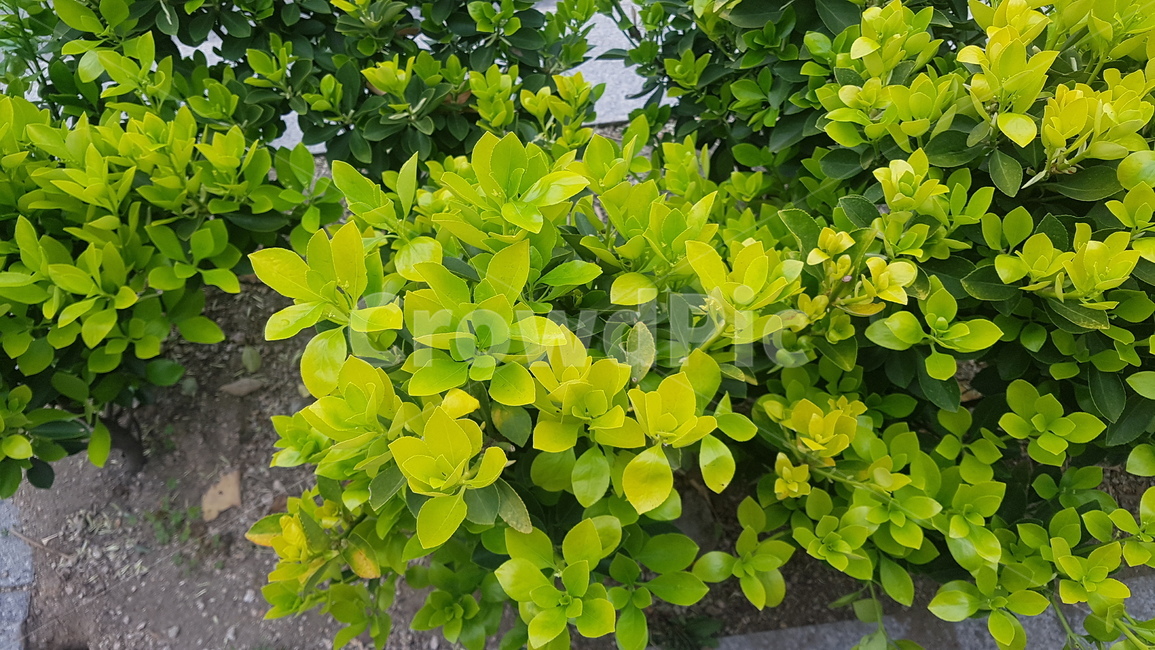 plant,식물,leaf,잎,pottedplant