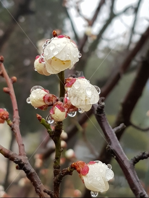 꽃,꽃봉우리,이슬,꽃나무,flower