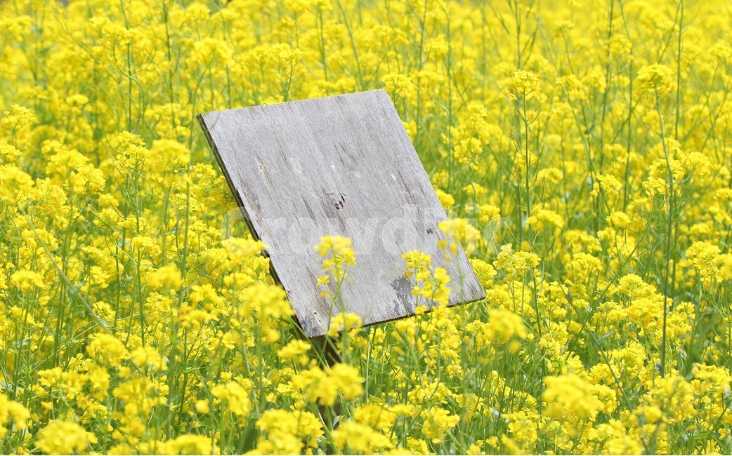 유채꽃,식물,꽃,봄꽃,들,목초지,자연,field,grassland,countryside,rapeflower,메뉴판,봄,계절,spring,season
