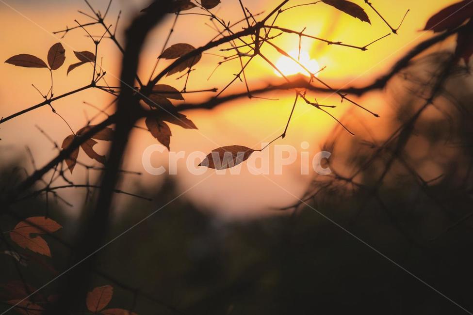 노을,태양,노란색,주황색,잎사귀,나뭇잎,가을,나뭇가지