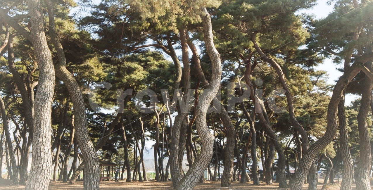 소나무,배경,반송,적송,정원,자연,풍경,nature,landscape,한국자연풍경,한국자연경관,korea nature landscape,식물,plants,나무,trees,wood,tree,plant,tree trunk,나무 줄기