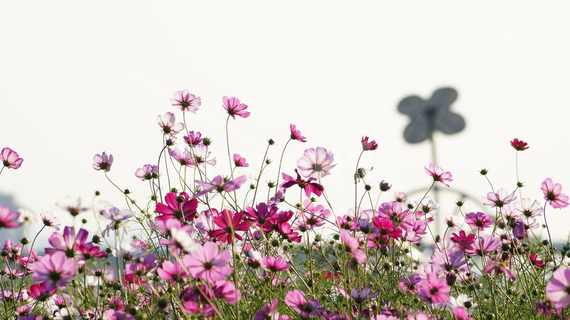 코스모스,꽃,꽃길,코스모스축제,식물,가을,계절,fall,autumn,season,식물,자연,plants,nature,꽃,flower,blossom,geranium,제라늄,plant,petal,꽃잎
