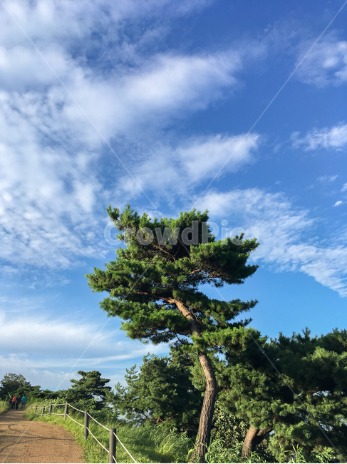 하늘,소나무,plant,식물,tree,나무,구름,sky