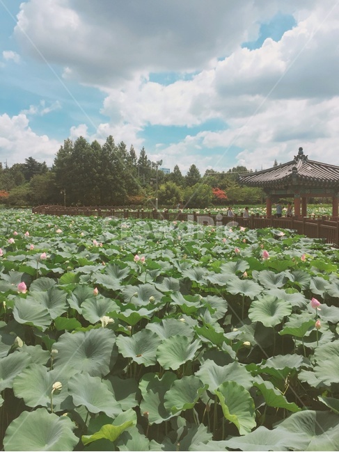 전주,연잎,여름,덕진공원,연꽃,공원,정자,다리,구름,산,풍경,힐링,나무,녹색풍경