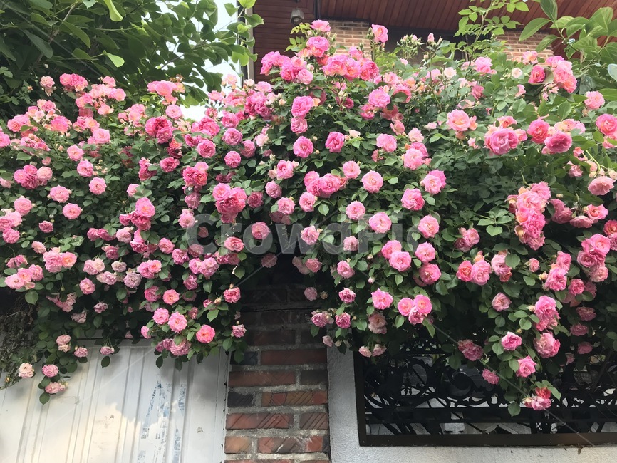 plant,blossom,flower,꽃,pinkrosesonthestreet,들장미