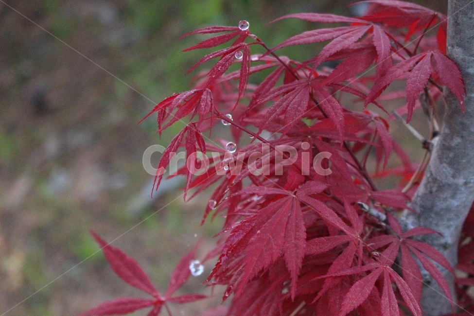 leaf,잎,plant,식물,tree,나무,maple,단풍,차가운,쓸쓸한,물방울,가을,빨강,레드,red,fall,자연,nature
