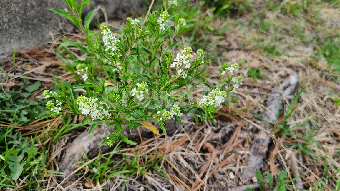 꽃,flower,봄,봄꽃,들꽃,야생화,plant,식물,blossom