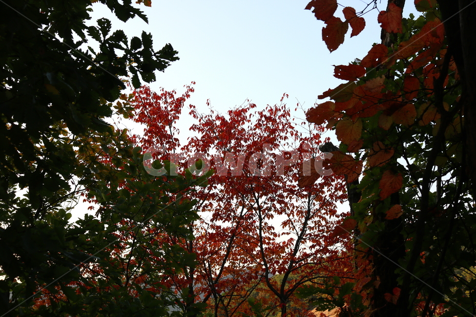 북한산,산책로,등산로,자연,풍경,공원,국립공원,북한산국립공원,단풍,가을,나무,벚나무,벚꽃나무,도토리나무,식물,자연,풍경,nature,landscape