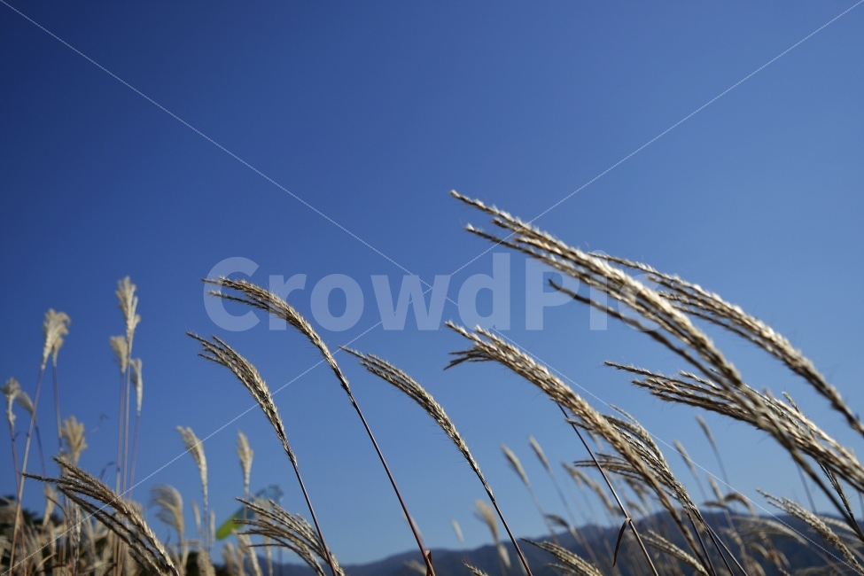 억새풀,수원화성,화성,맑은날,감성,하늘,갈대,바람,식물,자연,plants,nature,가을,계절,fall,autumn,season,grass,잔디,plant,food,음식