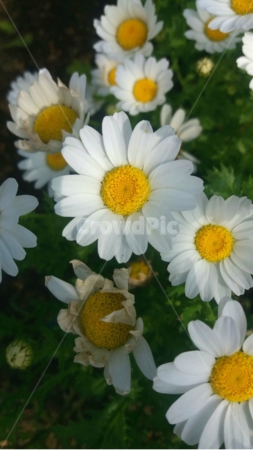 꽃,봄,자연,flower,spring,nature,white,계절,season,plants,식물