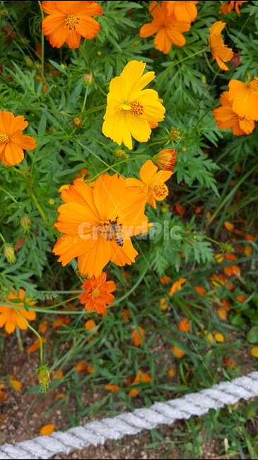 식물,자연,곤충,꽃,벌,식물,자연,plants,nature,꽃,flower,동물,animal,곤충,벌레,insect,bug