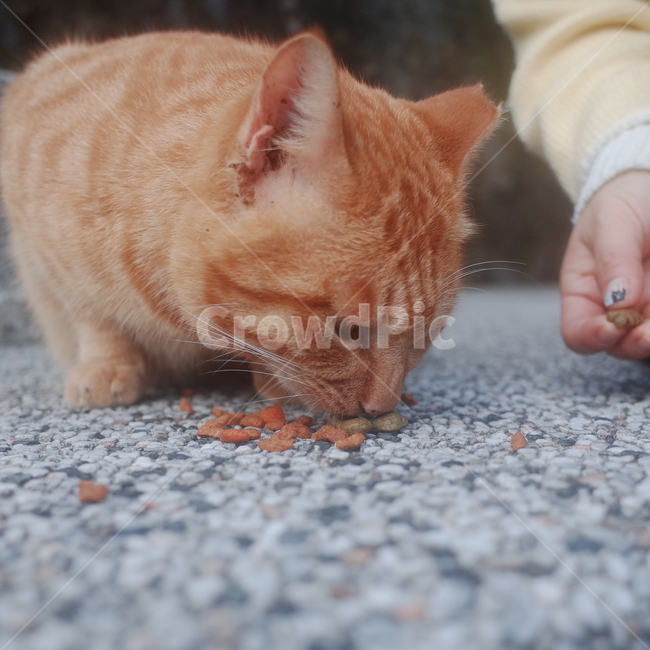 고양이,cat,taiwan,houtong,catvillige,허우통,고양이마을,길고양이,사료먹는고양이,동물,animal,포유류,mammal,고양이,cat,kitten,kitty