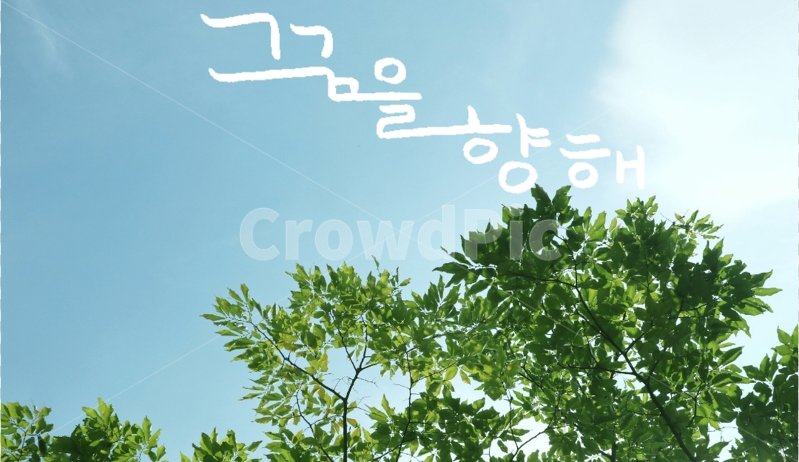 캘리그라피,꿈,초록,잎,하늘,자연,풍경,nature,landscape,캘리그라피,손글씨,calligraphy,vegetation,초목,plant,식물,bush,부시