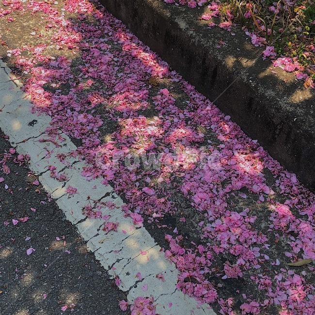 꽃잎,길,꽃길,분위기,감성