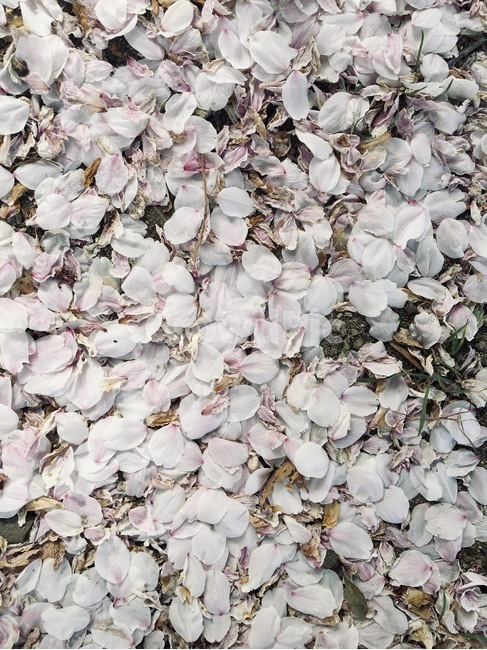벚꽃,꽃잎,떨어진벚꽃,바닥,봄,꽃,spring,flower,cherryblossom,식물,plant,blossom