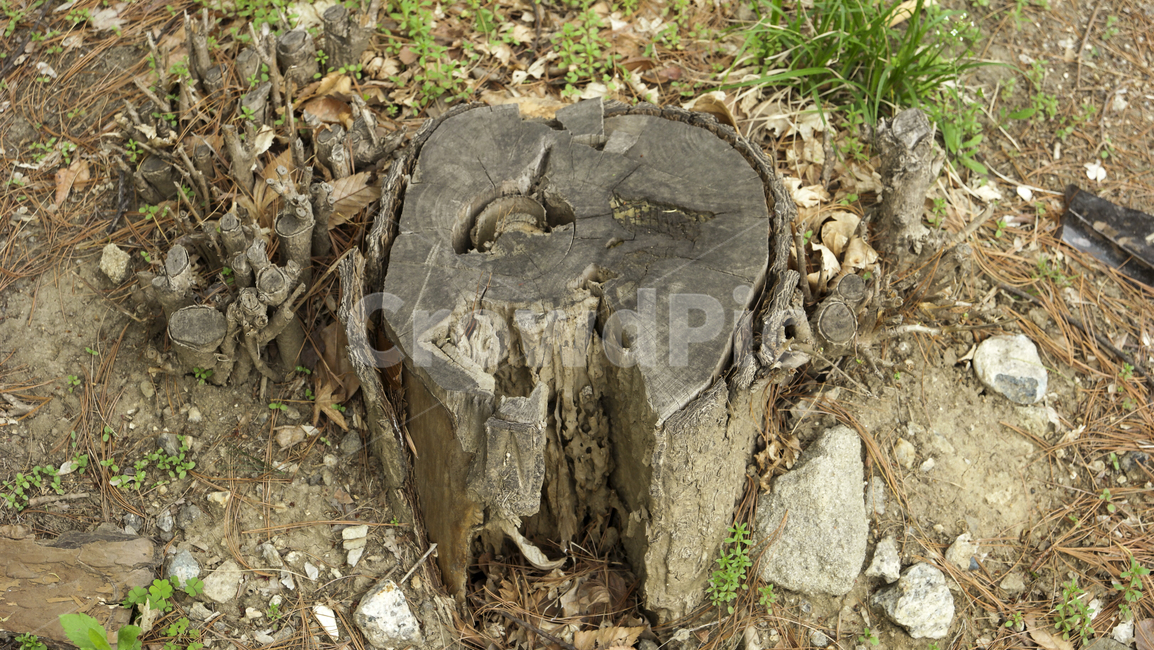 나무,식물,자연,그루터기,나무밑동,나이테,잘린단면,tree,plant,nature,stump,root,growthring,treering,annualring
