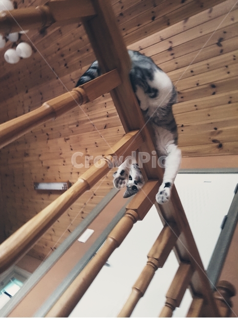 Wash,cat,spread widely,cute,dog