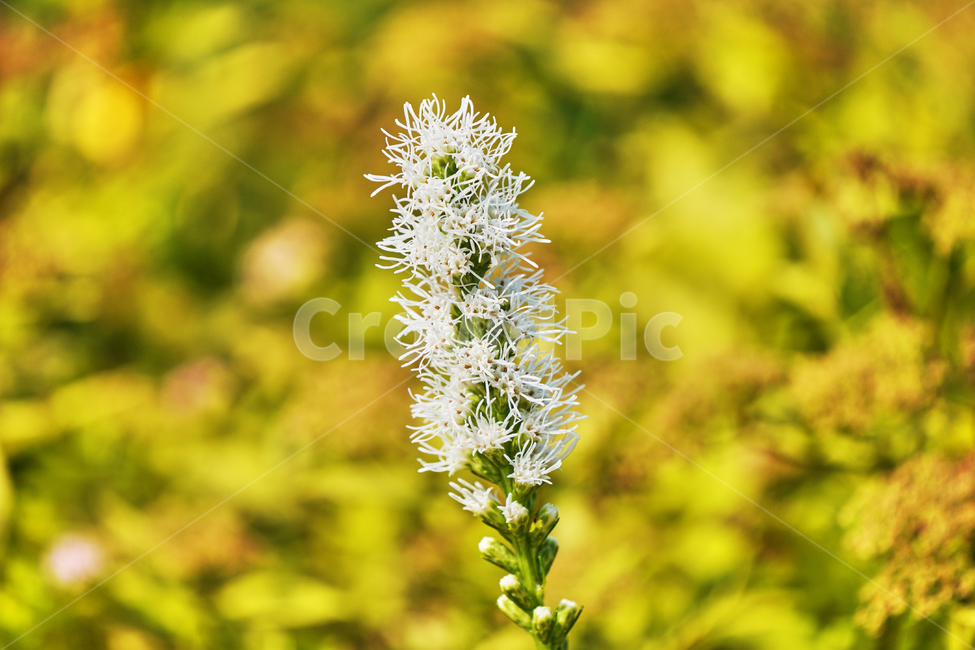 꽃,여름,식물,자연,공원,식물,자연,plants,nature,꽃,flower