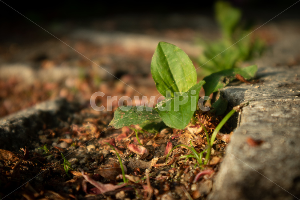새싹,leaf,풀,sprout,생명,life,plant