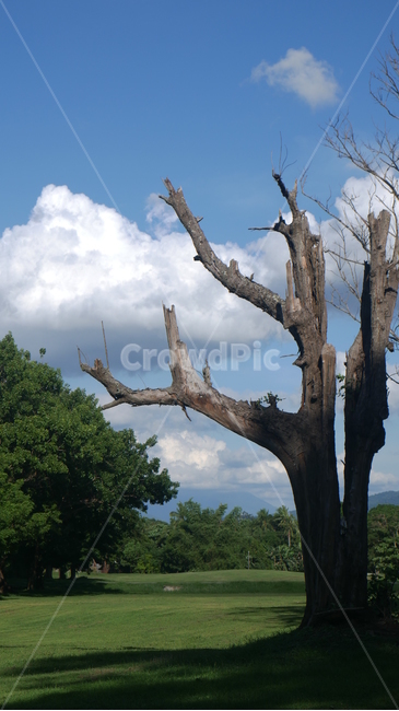 나무,하늘,자연,tree,nature,sky,landscape