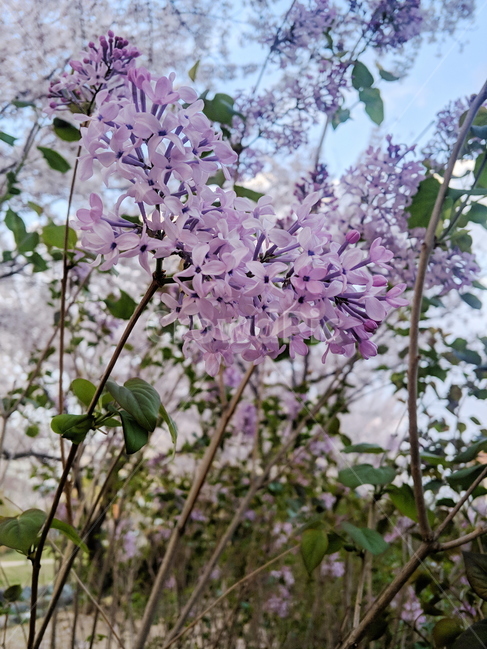 꽃,근접,배경,자연,flower