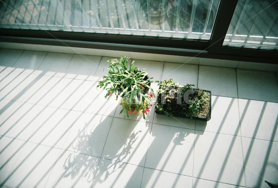 화분,햇살,배란다,필름사진,식물,꽃,flower,실내용화초,화분,화초,house plant,감성,sensible,feeling