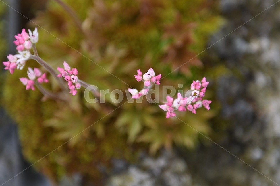 식물,꽃,감성사진,자연,flower,꽃사진,봄,봄꽃,계절,감성,4월,spring,힐링,자연풍경,풍경,봄,계절,spring,season,식물,자연,plants,nature,꽃,flower,plant