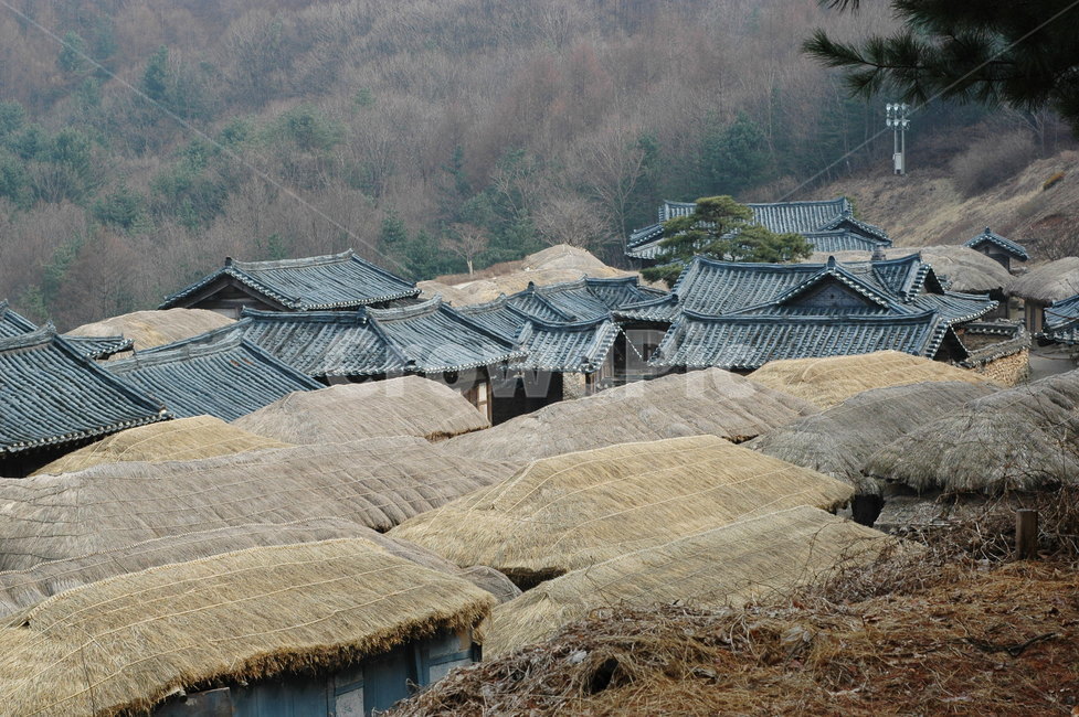 초가집,지붕,짚,기와,마을